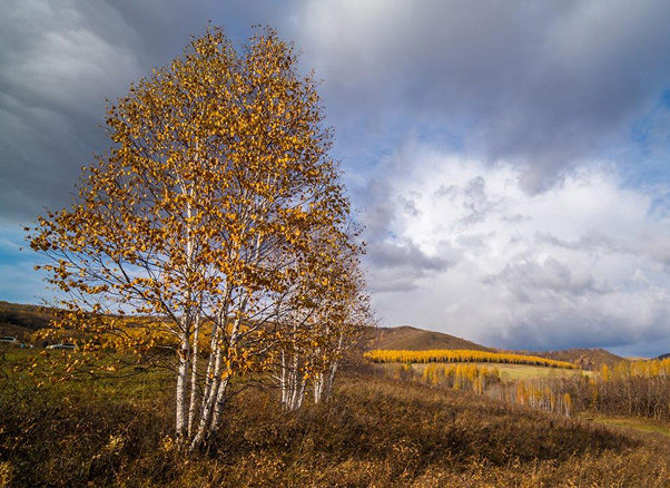 ά��������Ʒ��vic(����)�ٷ���վ